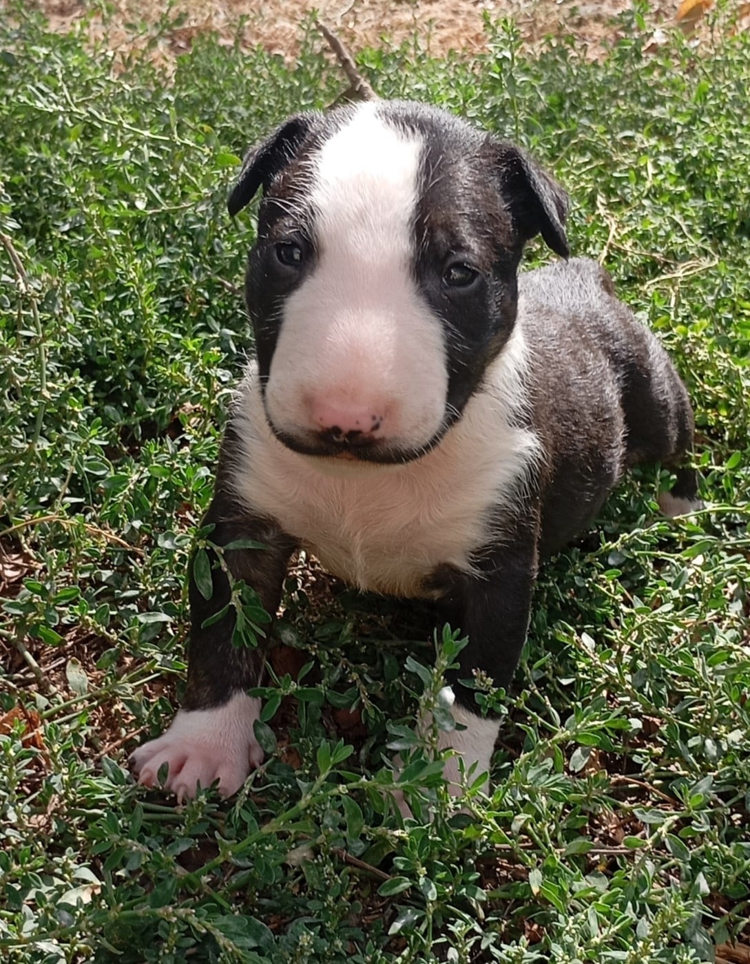 Chiot N°3 - Bull Terrier