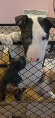 Les chiots de Bull Terrier