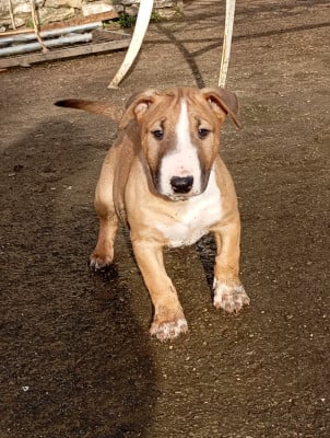 Les chiots de Bull Terrier