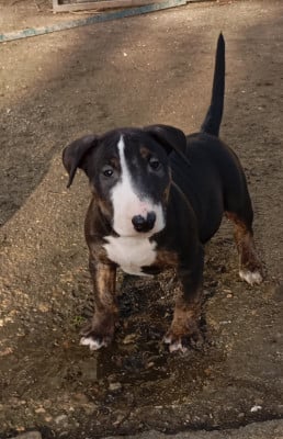 Les chiots de Bull Terrier