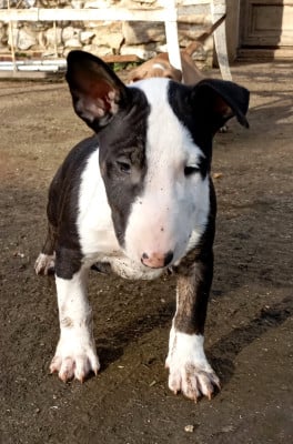 Les chiots de Bull Terrier