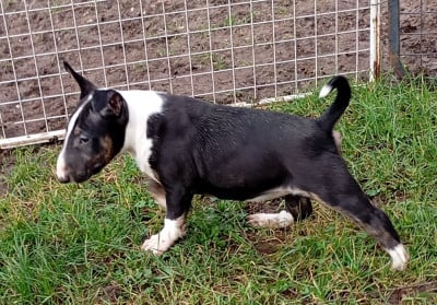 Les chiots de Bull Terrier