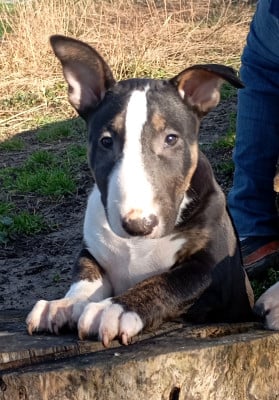 Les chiots de Bull Terrier