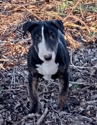 Les chiots de Bull Terrier