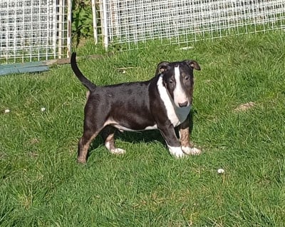Les chiots de Bull Terrier