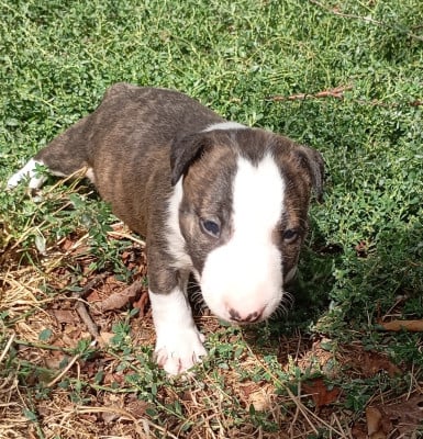 Chiot N°1 - Bull Terrier