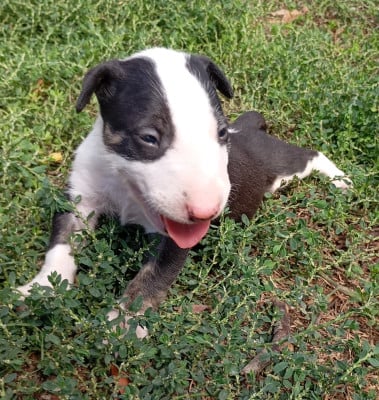 Bull Terrier