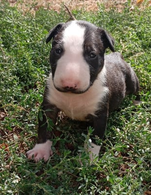 Chiot N°3 - Bull Terrier