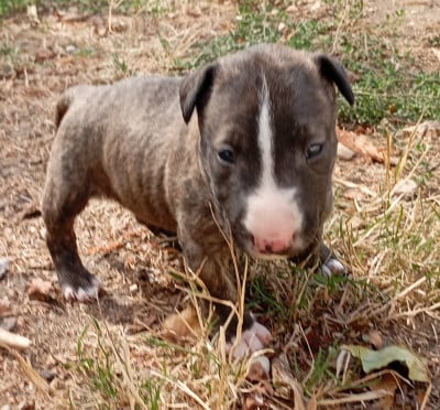 Chiot N°4 - Bull Terrier