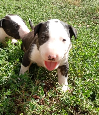 Bull Terrier
