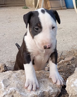 Les chiots de Bull Terrier