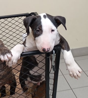 Les chiots de Bull Terrier