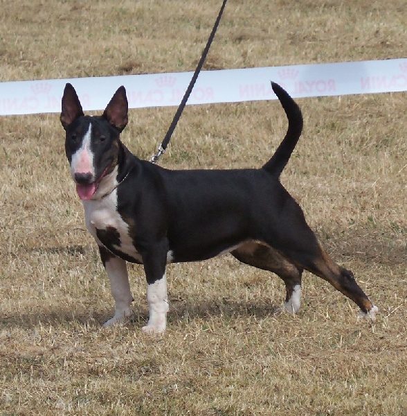 lord of the vikings Jade - tres prometteur en classe puppy