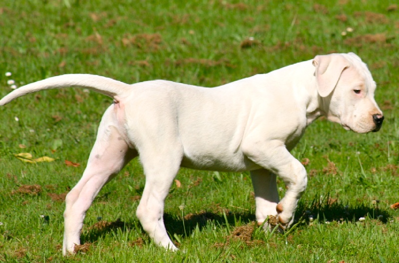 Publication : Perro Del Bossadea Auteur : Sophie Lefevre