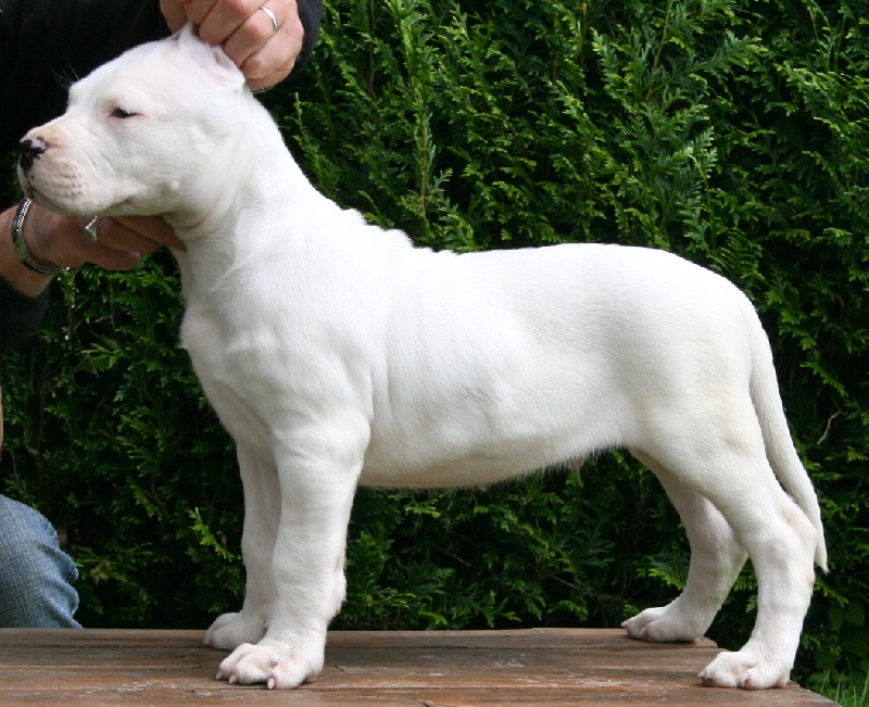 Publication : Perro Del Bossadea Auteur : Sophie Lefevre