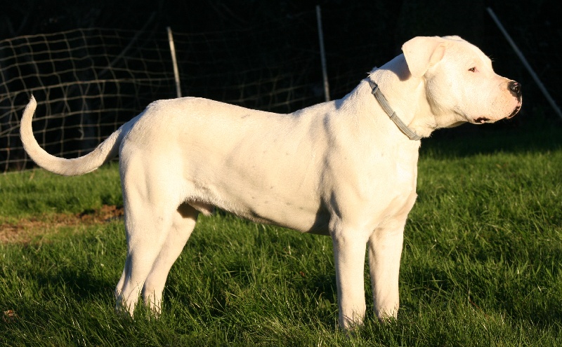 Publication : Perro Del Bossadea Auteur : Sophie Lefevre