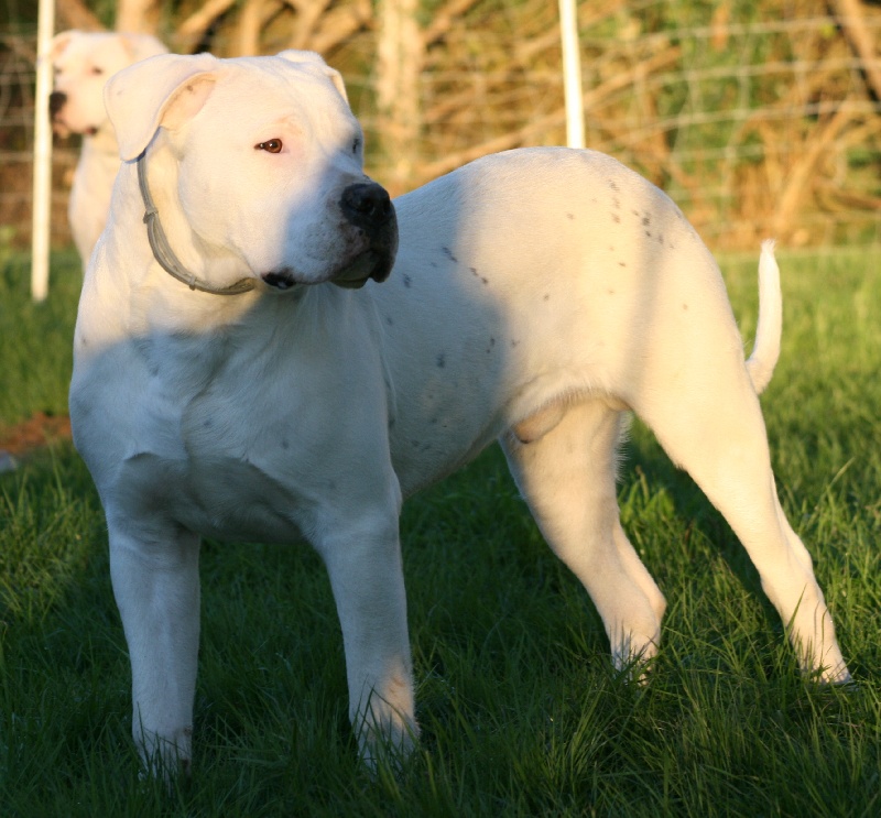 Publication : Perro Del Bossadea Auteur : Sophie Lefevre