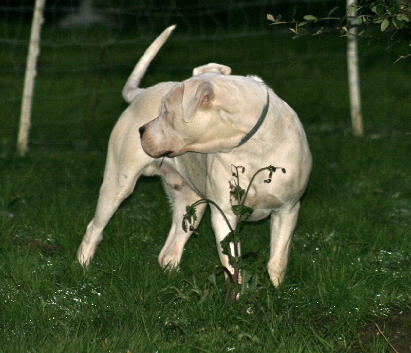 Publication : Perro Del Bossadea Auteur : Sophie Lefevre