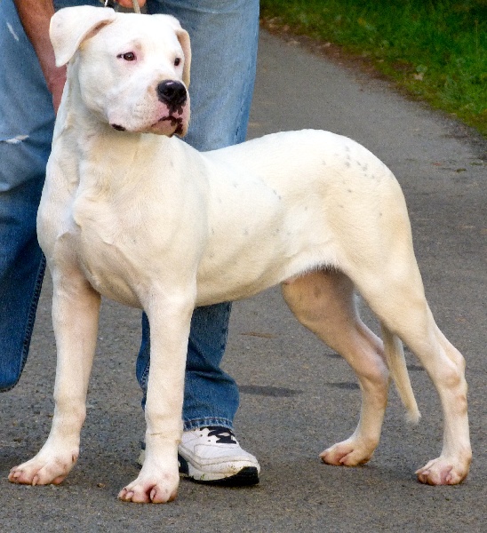 Publication : Perro Del Bossadea Auteur : Sophie Lefevre