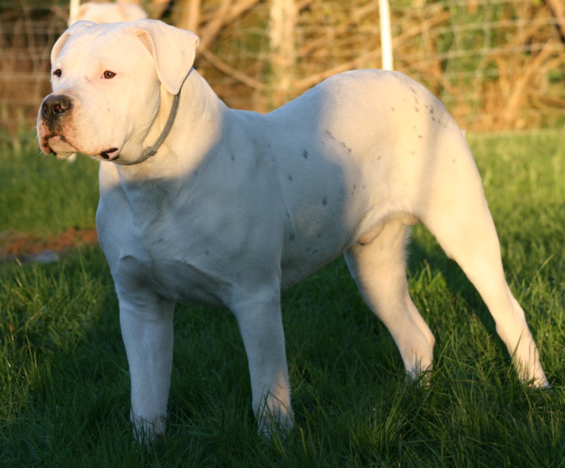 Publication : Perro Del Bossadea Auteur : Sophie Lefevre