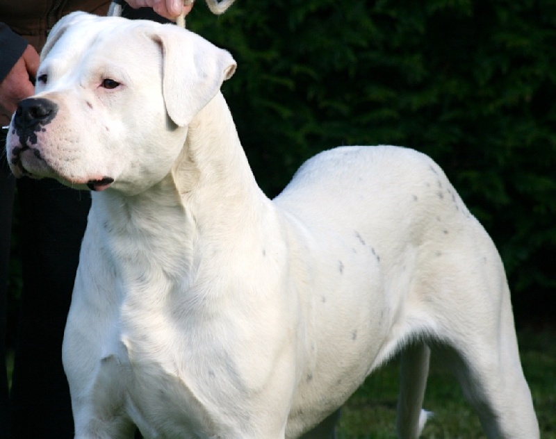 Publication : Perro Del Bossadea Auteur : Sophie Lefevre