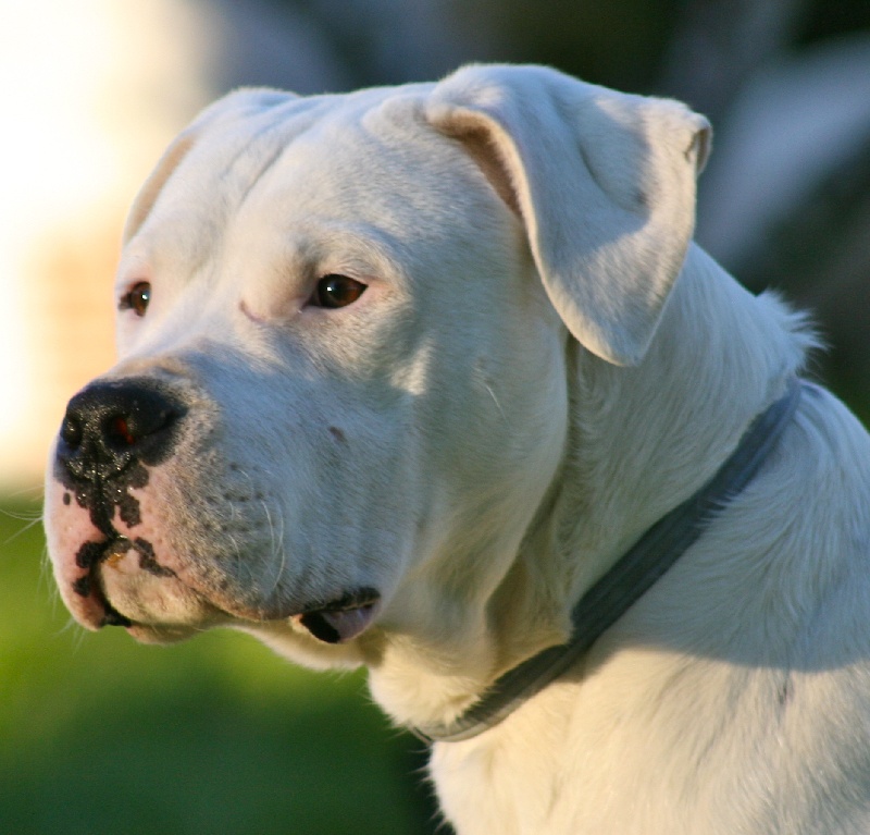 Publication : Perro Del Bossadea Auteur : Sophie Lefevre