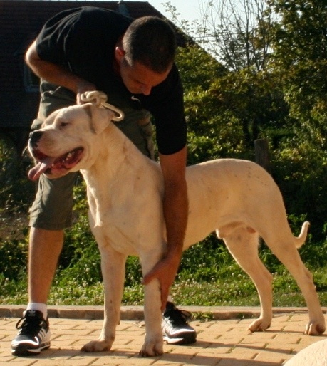 Publication : Perro Del Bossadea Auteur : Sophie Lefevre