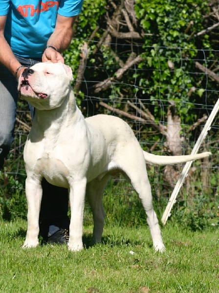 Publication : Perro Del Bossadea Auteur : Sophie Lefevre