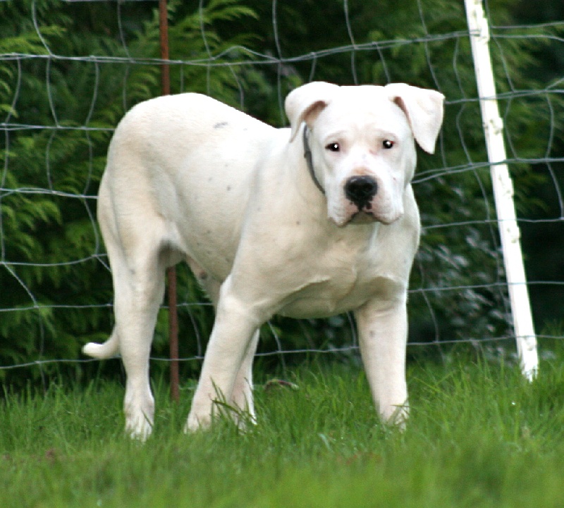 Publication : Perro Del Bossadea Auteur : Sophie Lefevre