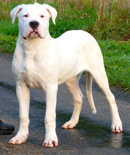 Publication : Perro Del Bossadea Auteur : Sophie Lefevre