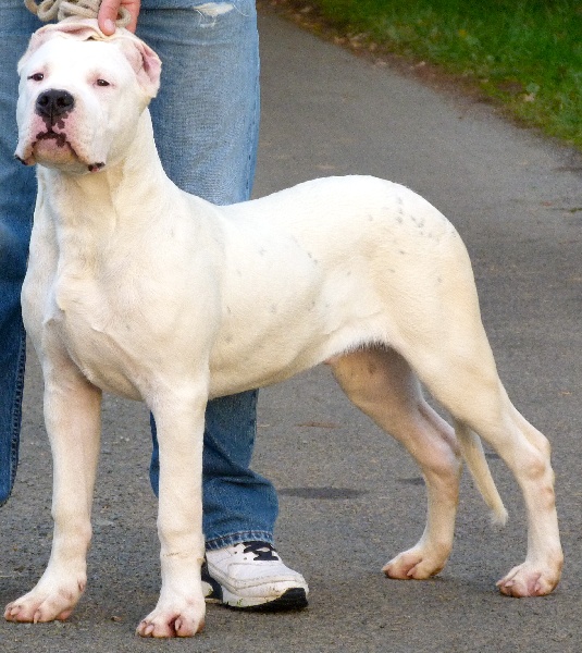 Publication : Perro Del Bossadea Auteur : Sophie Lefevre