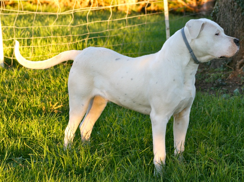 Publication : Perro Del Bossadea Auteur : Sophie Lefevre