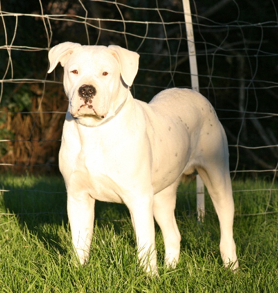 Publication : Perro Del Bossadea Auteur : Sophie Lefevre