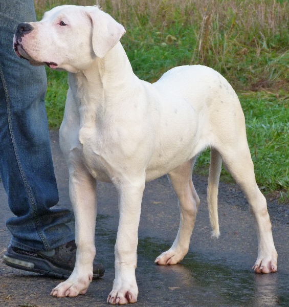 Publication : Perro Del Bossadea Auteur : Sophie Lefevre