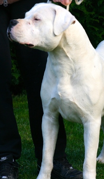 Publication : Perro Del Bossadea Auteur : Sophie Lefevre