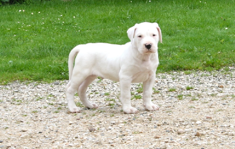 Publication : Perro Del Bossadea Auteur : Sophie Lefevre