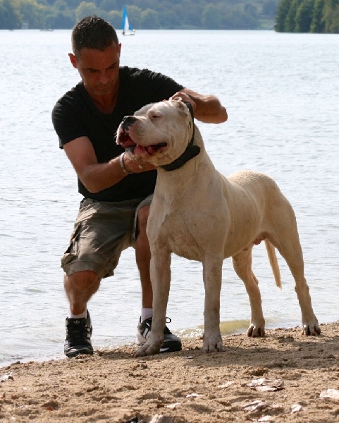 Publication : Perro Del Bossadea Auteur : Sophie Lefevre