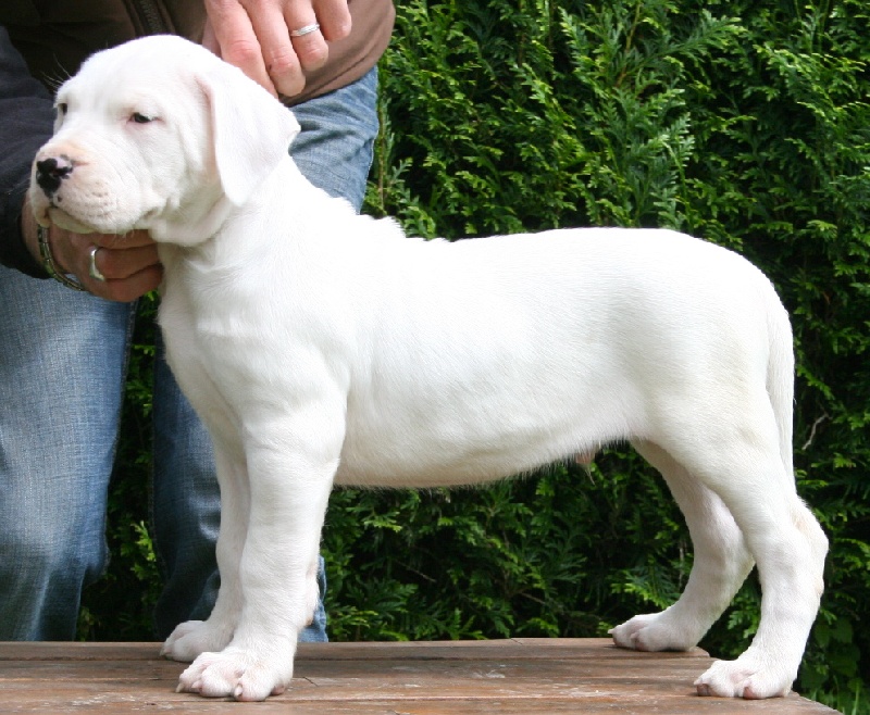 Publication : Perro Del Bossadea Auteur : Sophie Lefevre