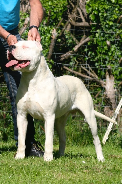 Publication : Perro Del Bossadea Auteur : Sophie Lefevre