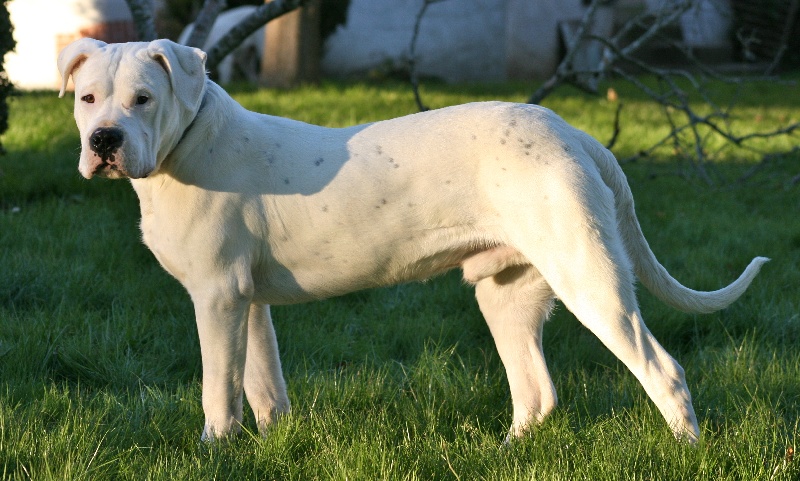 Publication : Perro Del Bossadea Auteur : Sophie Lefevre