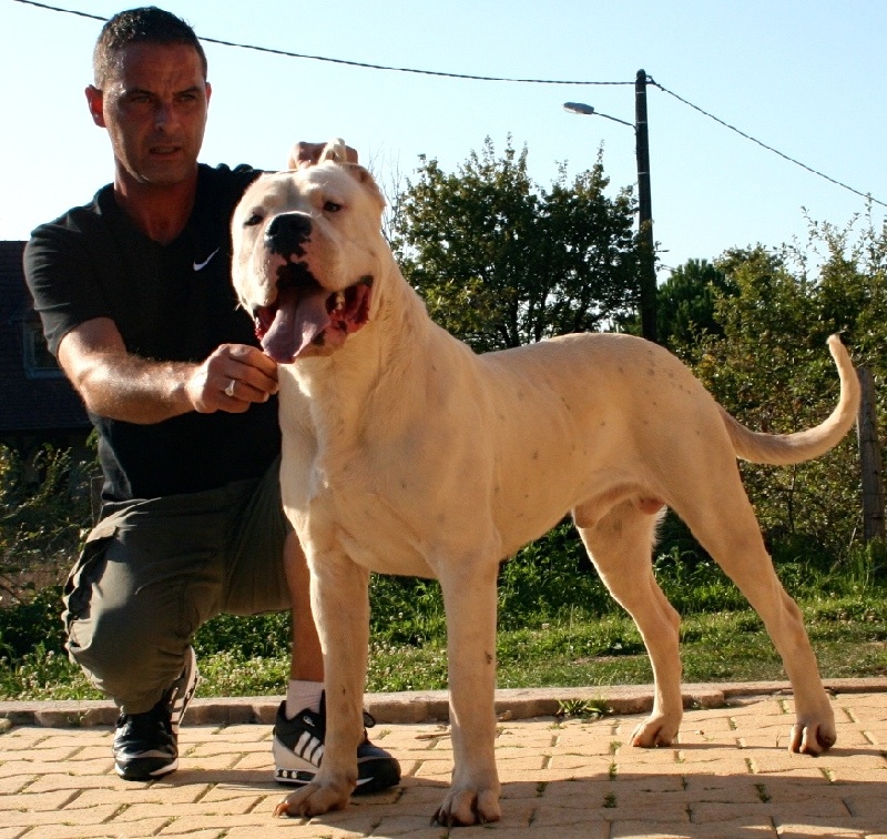 Publication : Perro Del Bossadea Auteur : Sophie Lefevre