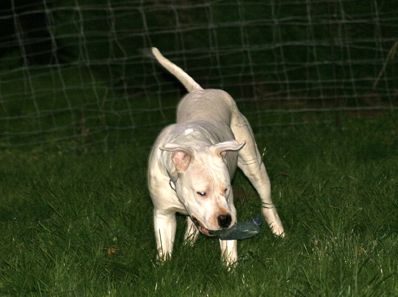 Publication : Perro Del Bossadea Auteur : Sophie Lefevre