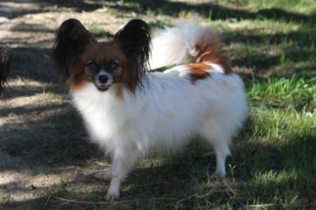 Publication : au Royaume D'ultra Auteur : françoise au royaume d'ultra