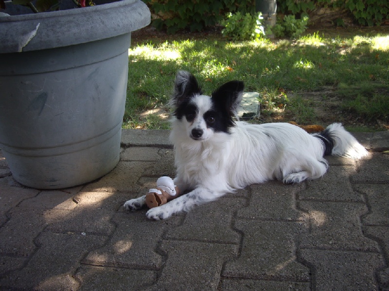 Gemy-scott au Royaume D'ultra