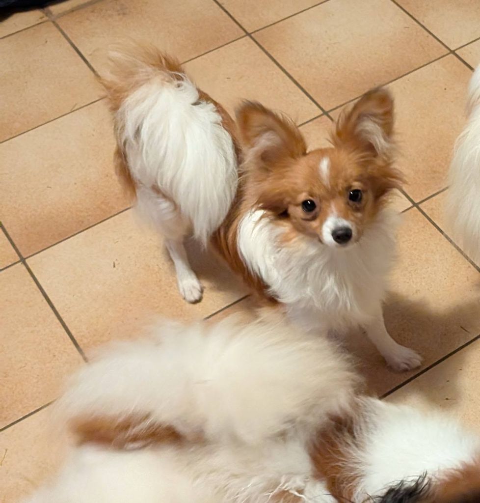 Altesse-royale-poupie De La Fée Violette