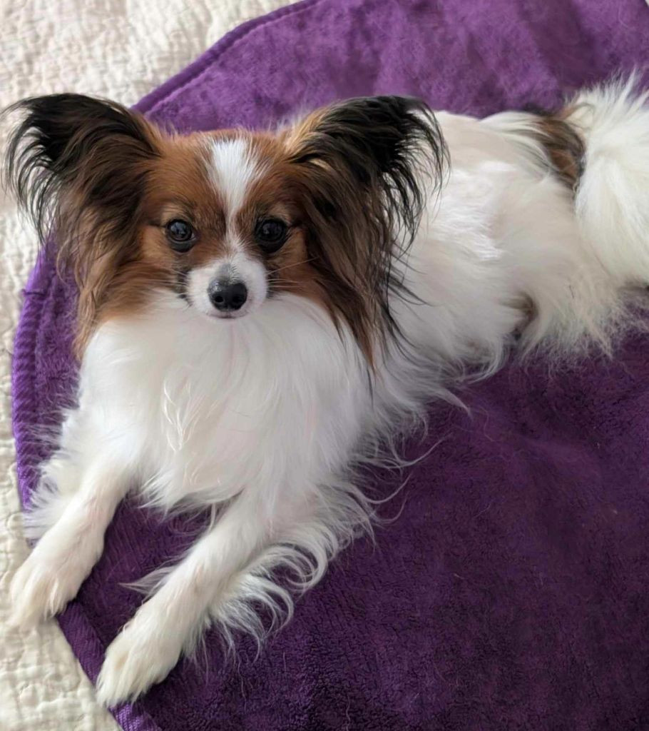 Uriane-odyssée au Royaume D'ultra