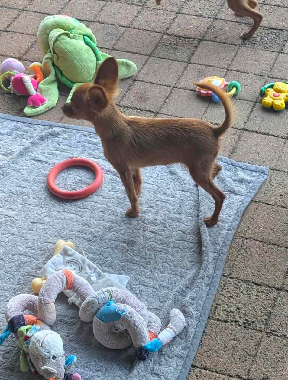 Annouchka-Toupie au Royaume D'ultra