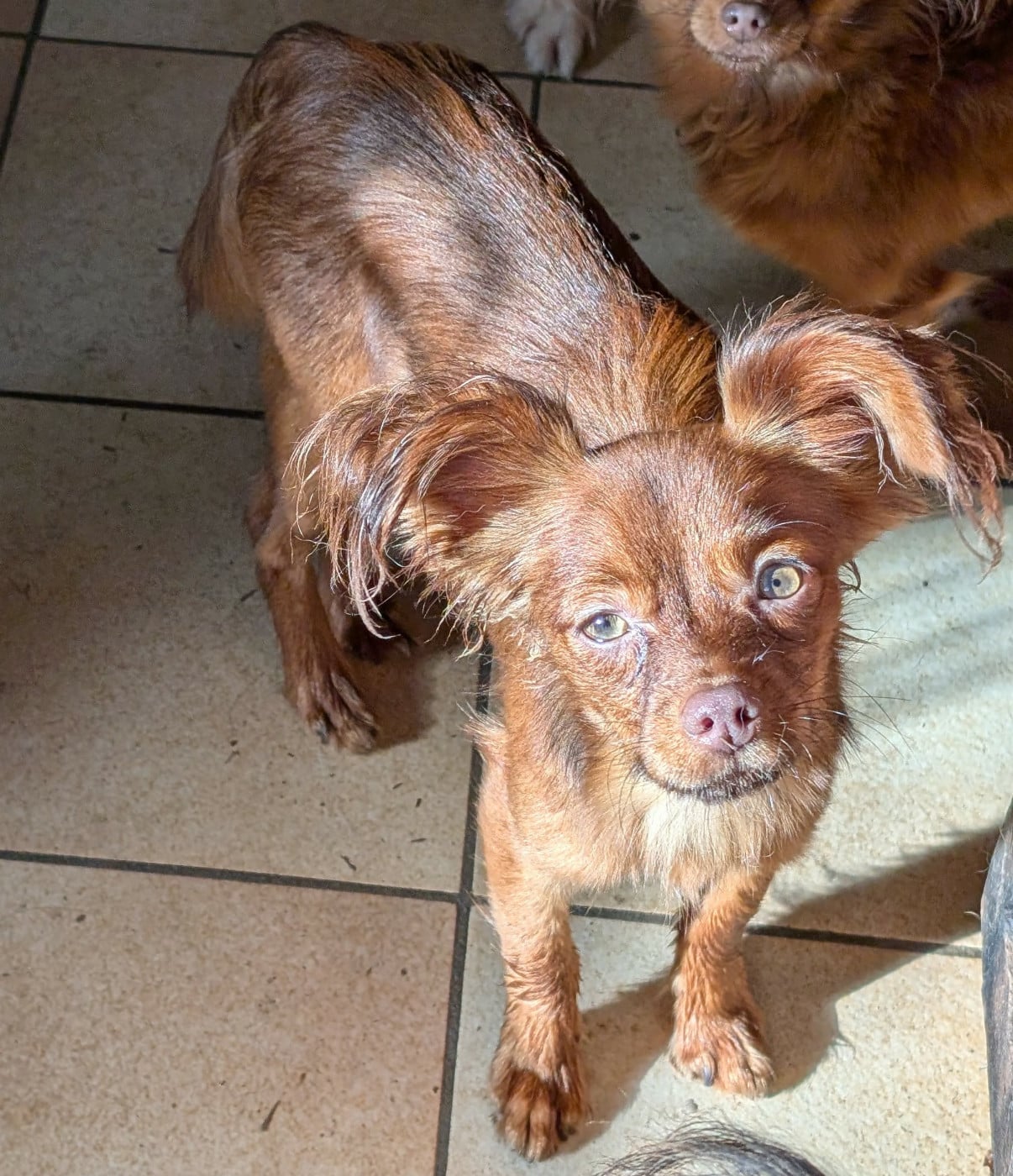 Alazir De la Nouknoukerie