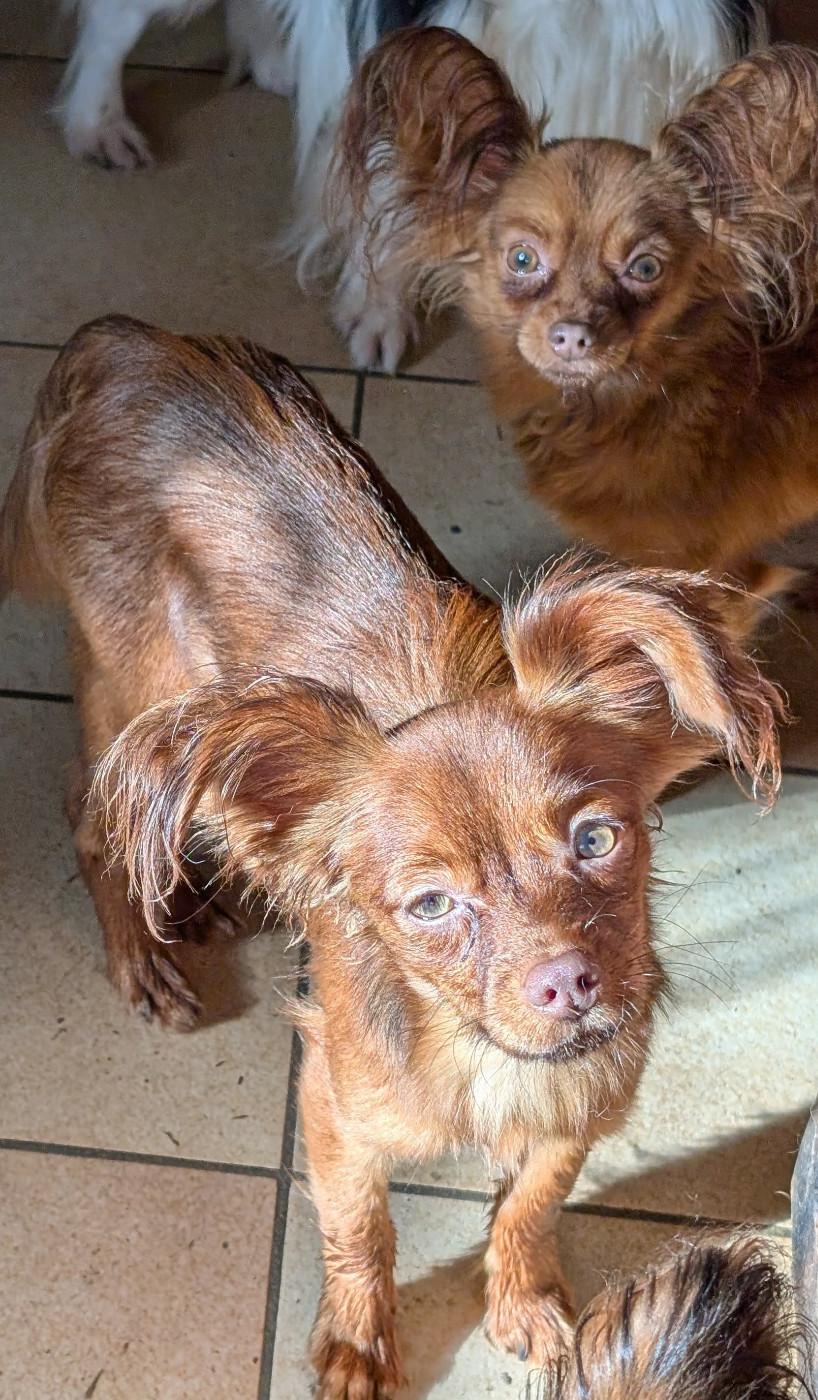 Alazir De la Nouknoukerie