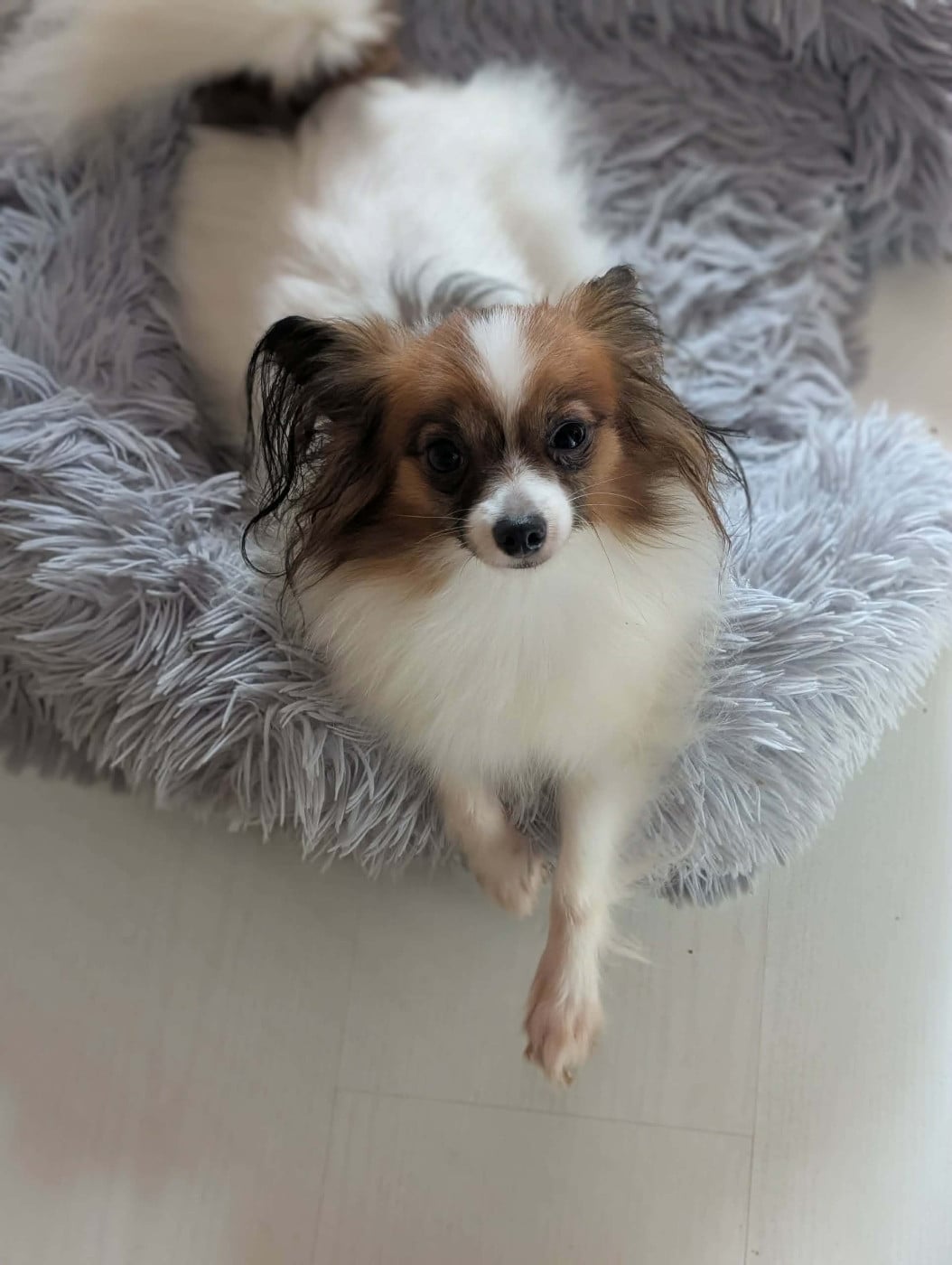 Uriane-odyssée au Royaume D'ultra